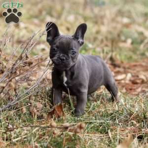 Stella, French Bulldog Puppy